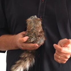 The Raccoon productfoto met details voor goochelaars en illusionisten